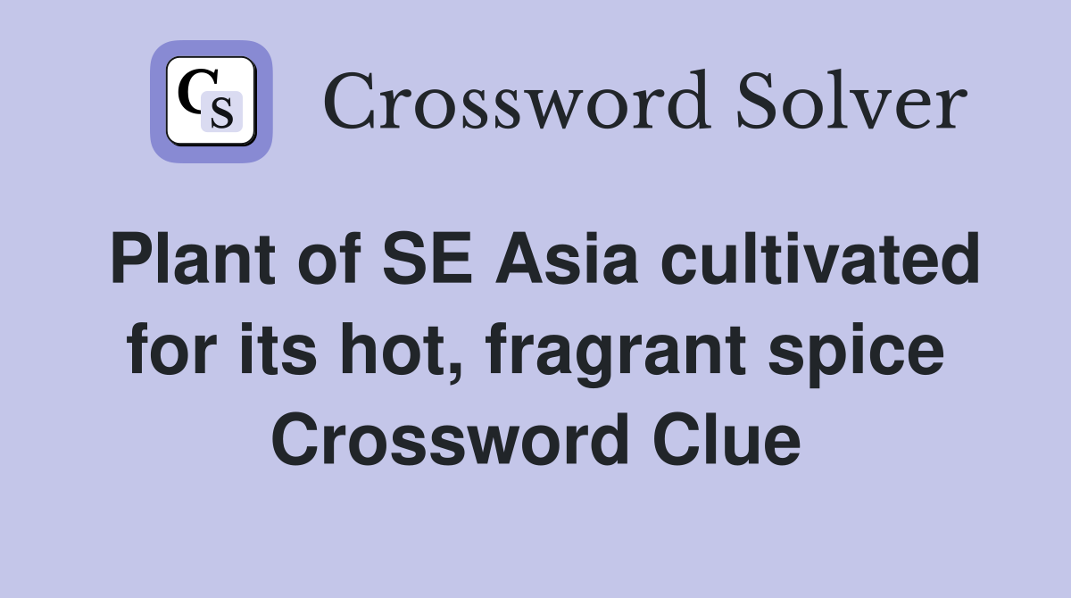 Plant of SE Asia cultivated for its hot, fragrant spice Crossword